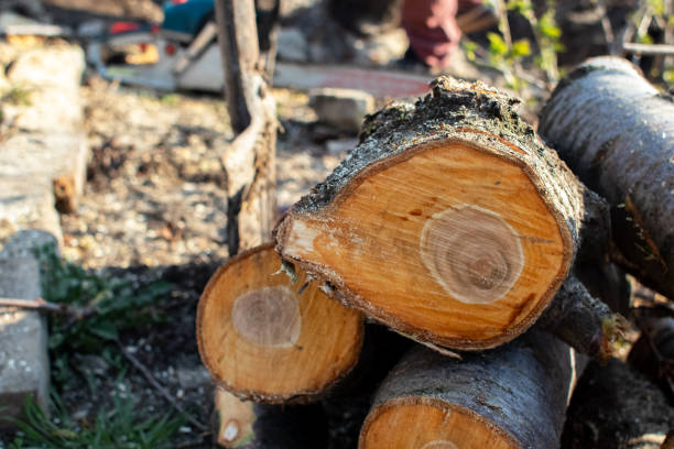Professional Tree Care in Linn, MO